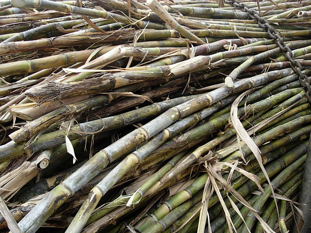 Sugarcane