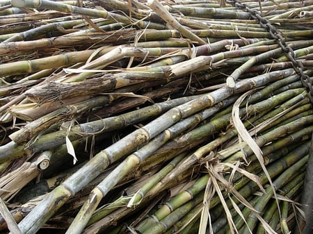 Sugarcane is used to make Rum