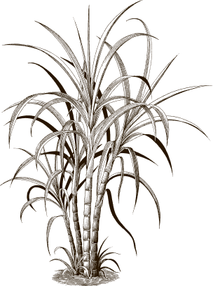 drawing-plant
