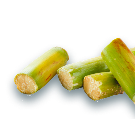 sugar-cane